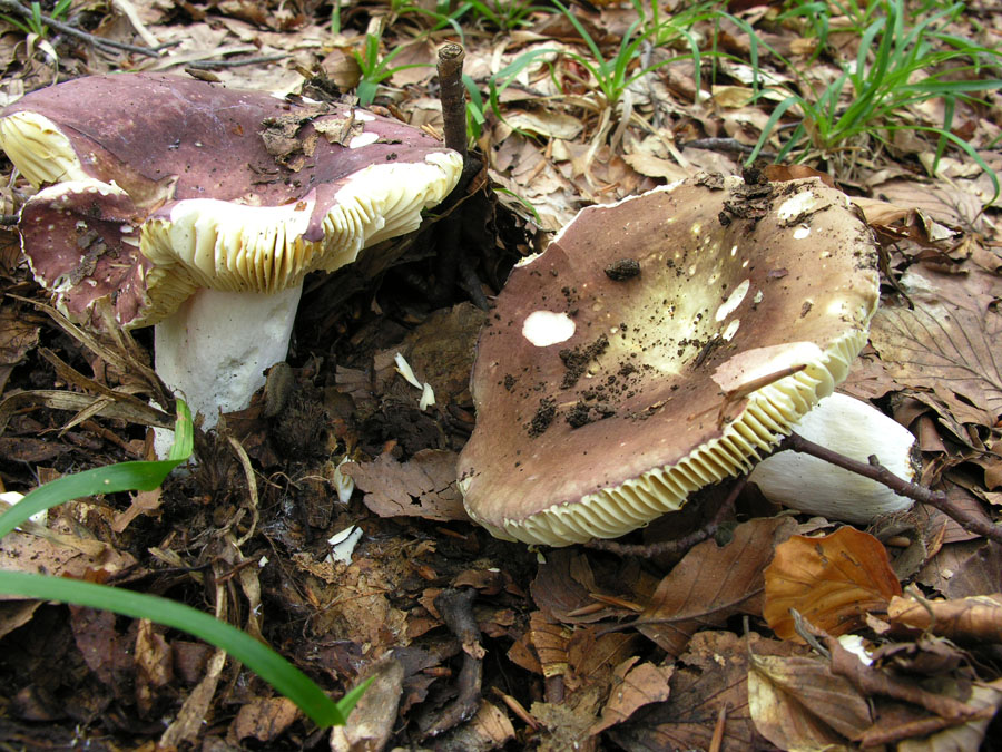 Faggeta